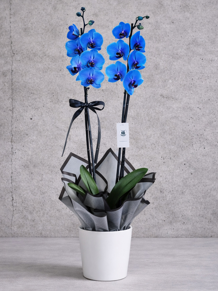 Çiftli Mavi Orkide