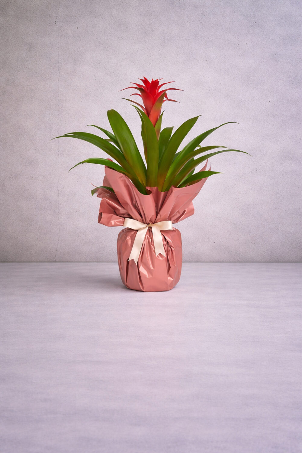 Guzmania Saksı Bitkisi
