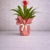 Guzmania Saksı Bitkisi