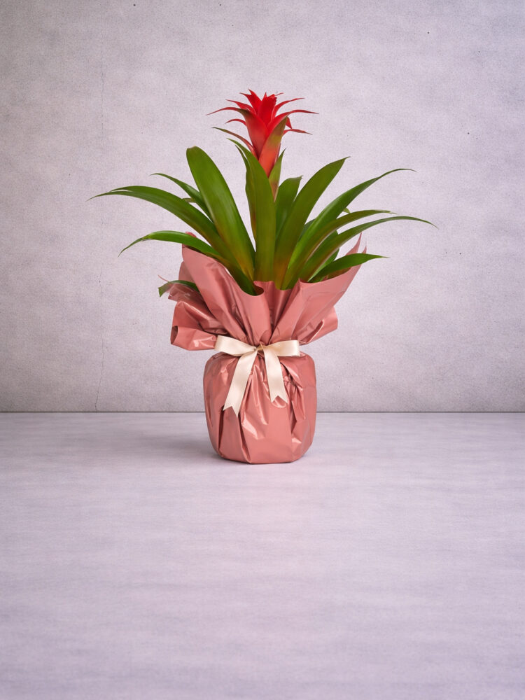 Guzmania Saksı Bitkisi